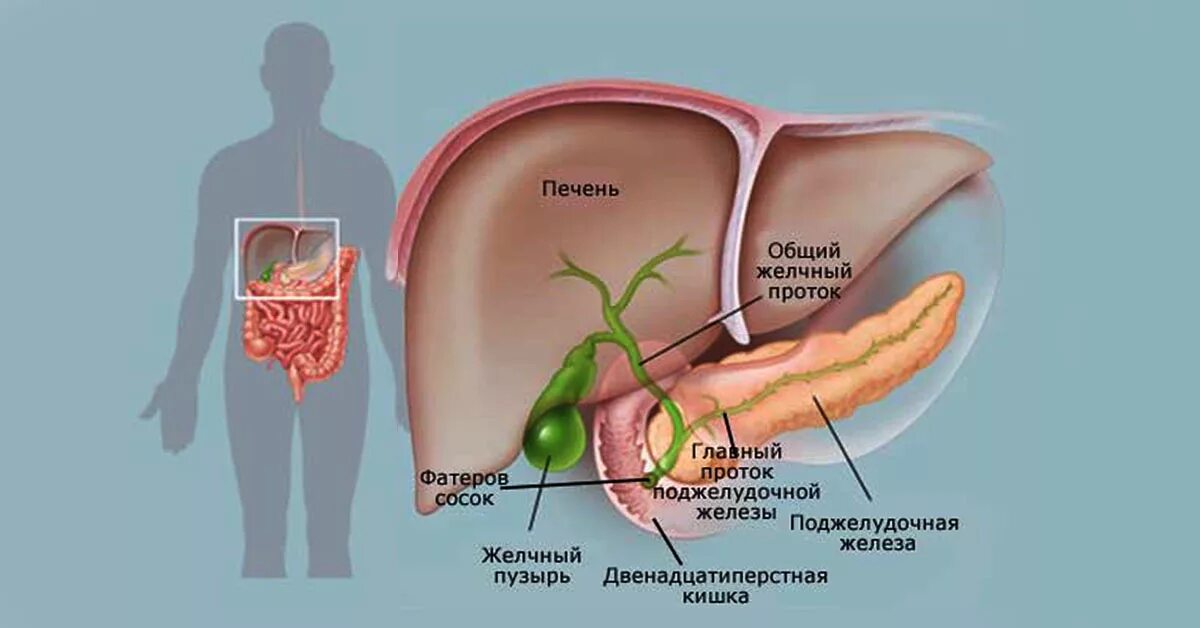 Желчный пузырь картинки у человека