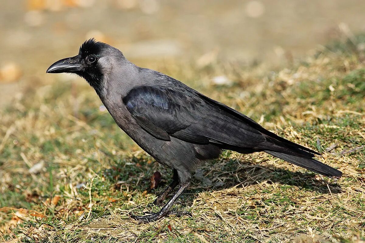 Блестящий ворон Corvus splendens. Бангайская ворона. Отряд Воробьинообразные ворон. Corvus brachyrhynchos.