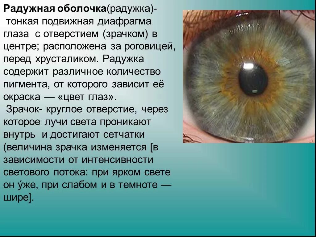 Пигментный невус Радужки глаза. Характеристика Радужки глаза. Оболочка вокруг Радужки глаза. Строение Радужки глазного яблока. Содержит несколько слоев нейронов содержит роговицу защищает