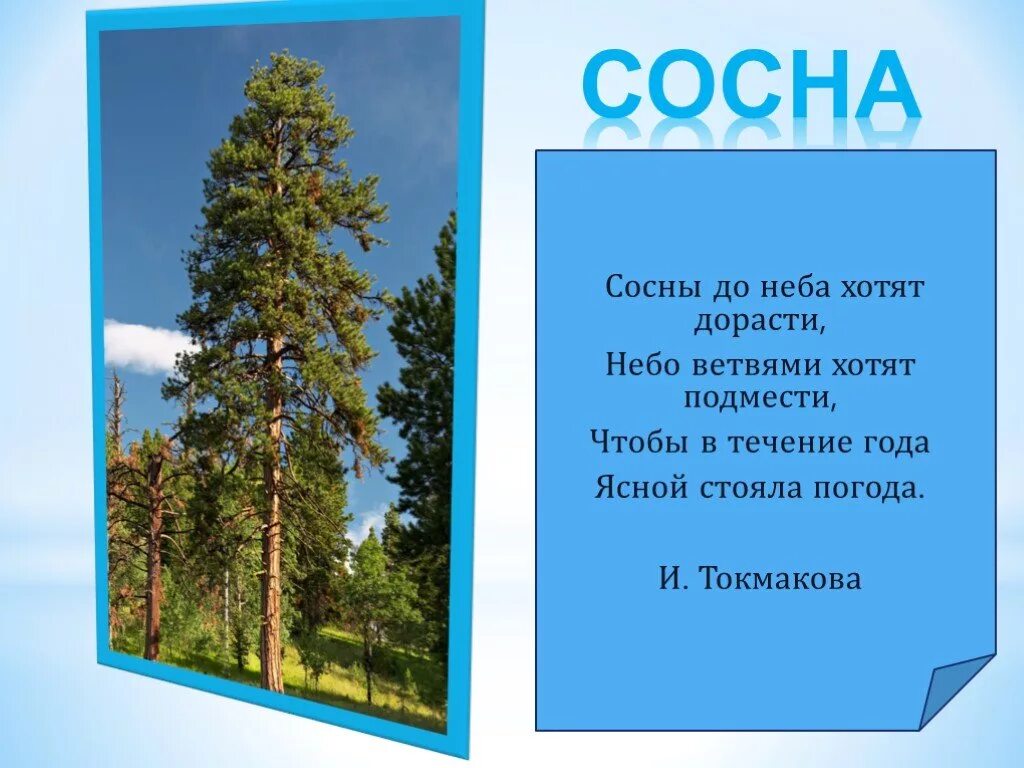 Сосна новое слово. Стих про сосну. Стих про сосну для детей. Детские стихи о сосне. Стихи о соснах короткие.