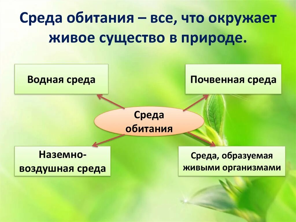 Какие есть среды обитания 5 класс