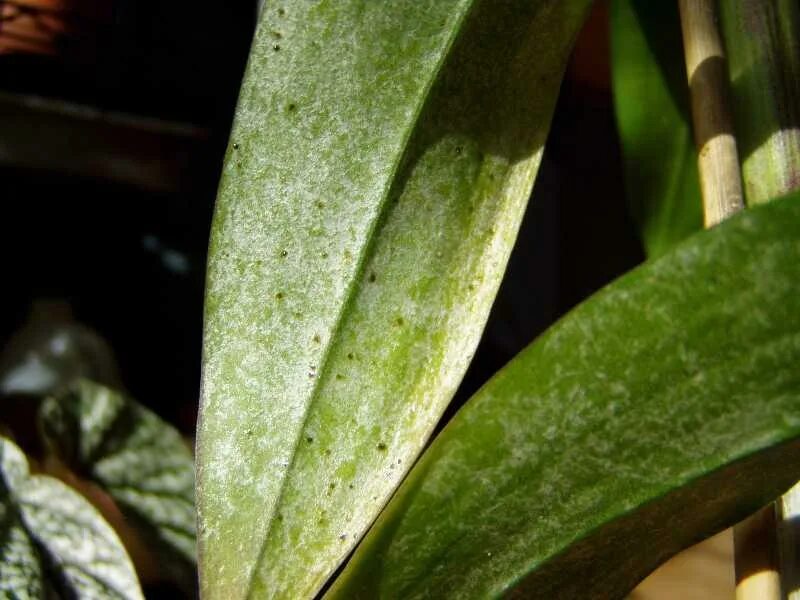 Трипсы на орхидеях фаленопсис. , щитовка, трипсы. Трипсы на орхидеях. Трипсы на орхидеях. Драценовые трипсы.