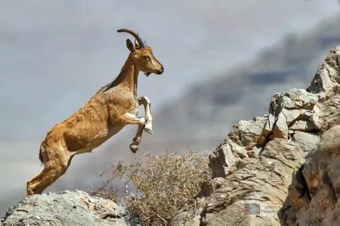 Throat goat