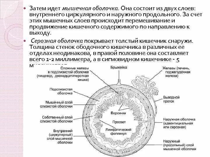 Продольный слой мышечной оболочки. Продольный слой мышечной оболочки функции. Внутренний циркулярный слой мышечной оболочки. Циркулярный слой мышц.