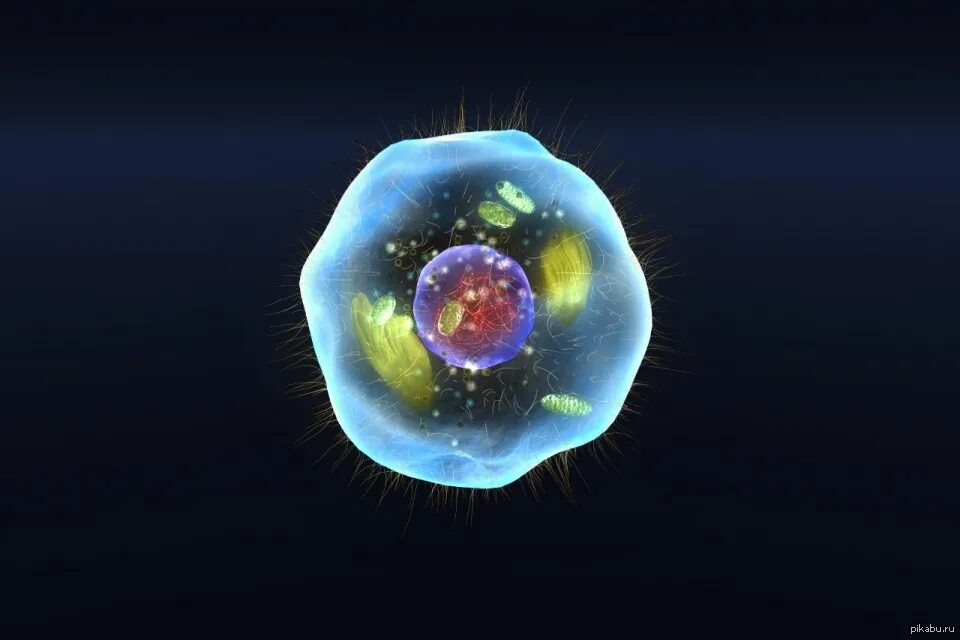 Первая клетка организма