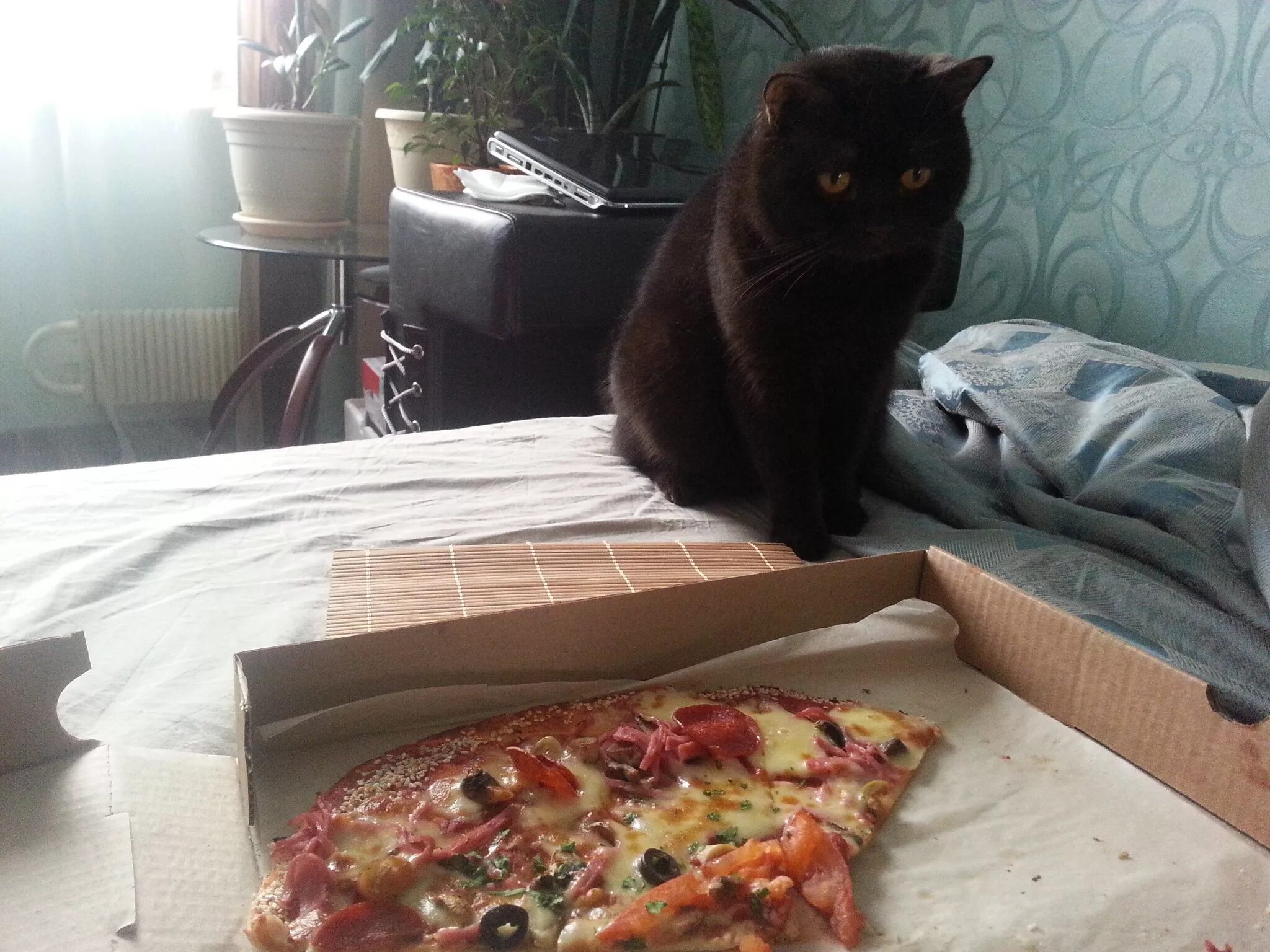 Кот и пицца. Котик с пиццей. Кот ворует пиццу. Пицца из кота. Украли пиццу