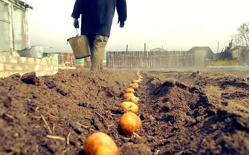 Сажаю картошку под зиму. Картошка на даче. посадка картофеля. сажание картошки. рисунок сажаем картошку.