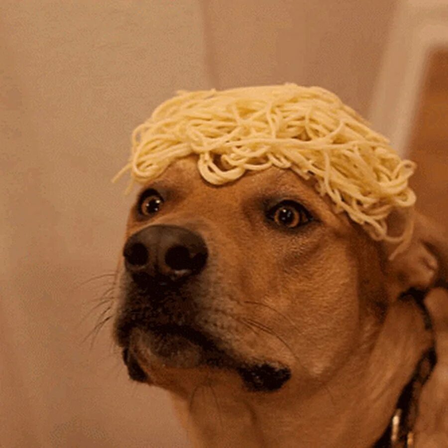 Собака лапша. Породы пули (венгерская овчарка). Собаки и спагетти. Собака лапша. Салюки щенки.