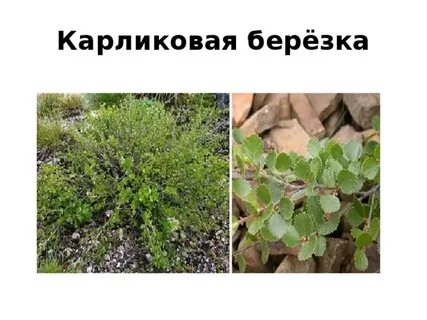Карликовая береза в тундре 4 класс