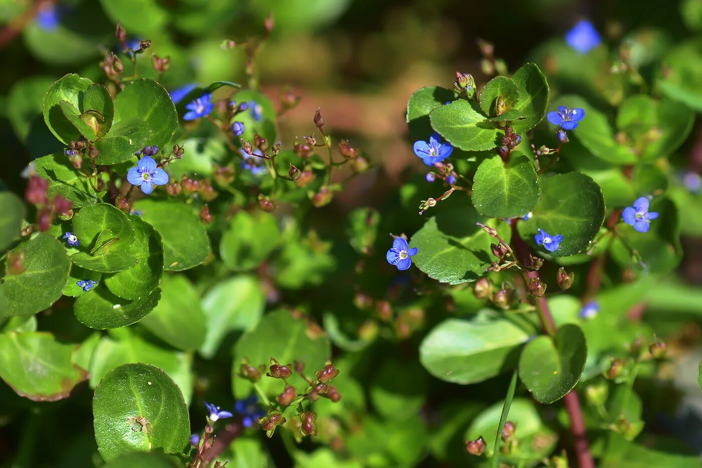 Veronica beccabunga