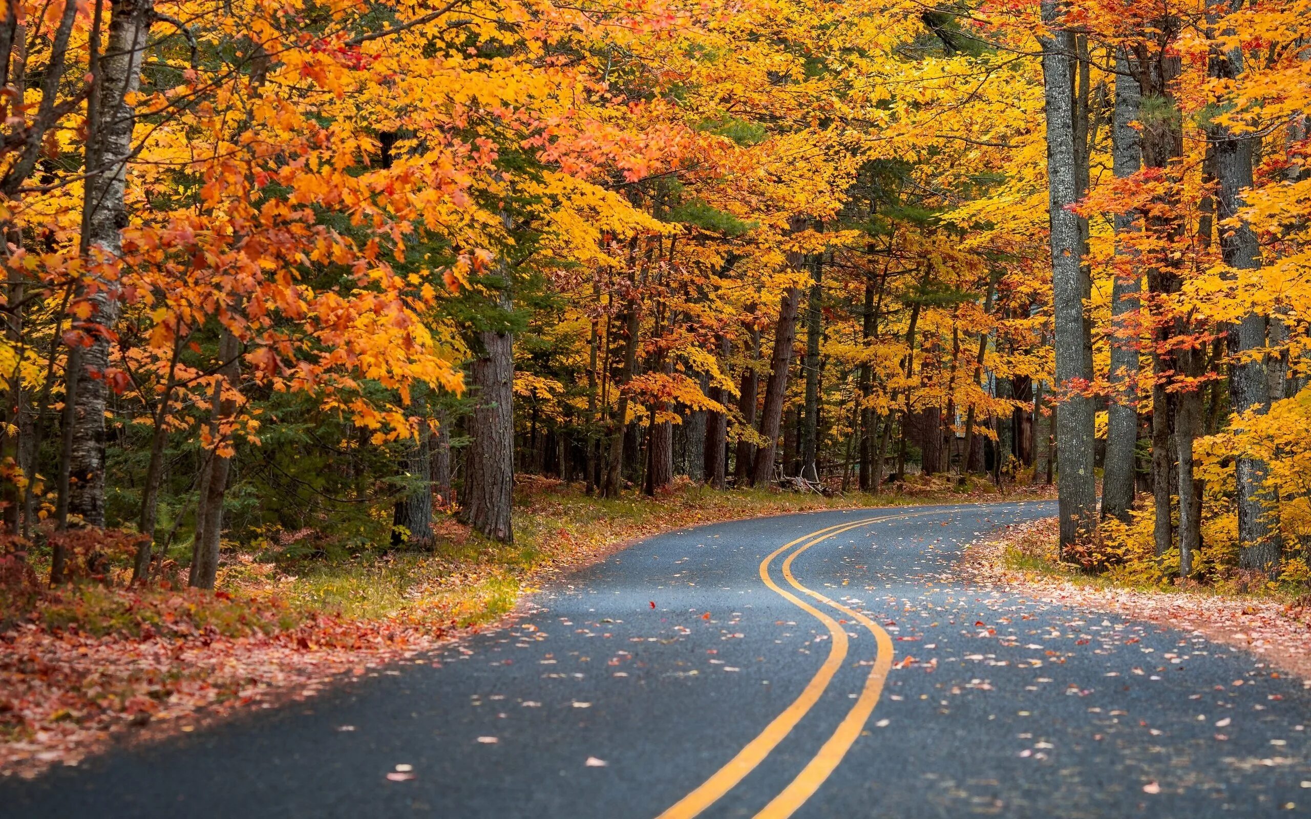 Дорога в осень. Осенняя дорога в лесу. Осенний лес. Осень лес дорога.