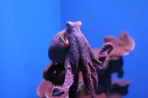 Осьминоги качество