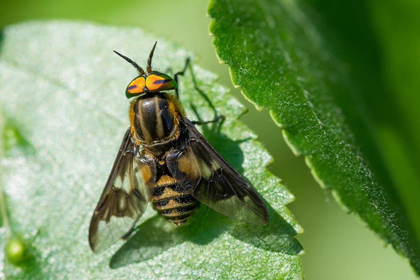Слепень златоглазка. Муха chrysops. Семейство слепни tabanidae. Слепень златоглазик лесной. Слепень chrysops.