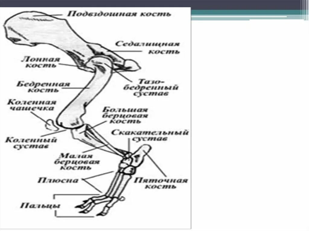 Скелет конечностей собаки. Строение тазовой конечности кошки. Скелет грудной конечности собаки. Пояс задних конечностей у кролика. Строение задних лап кролика.