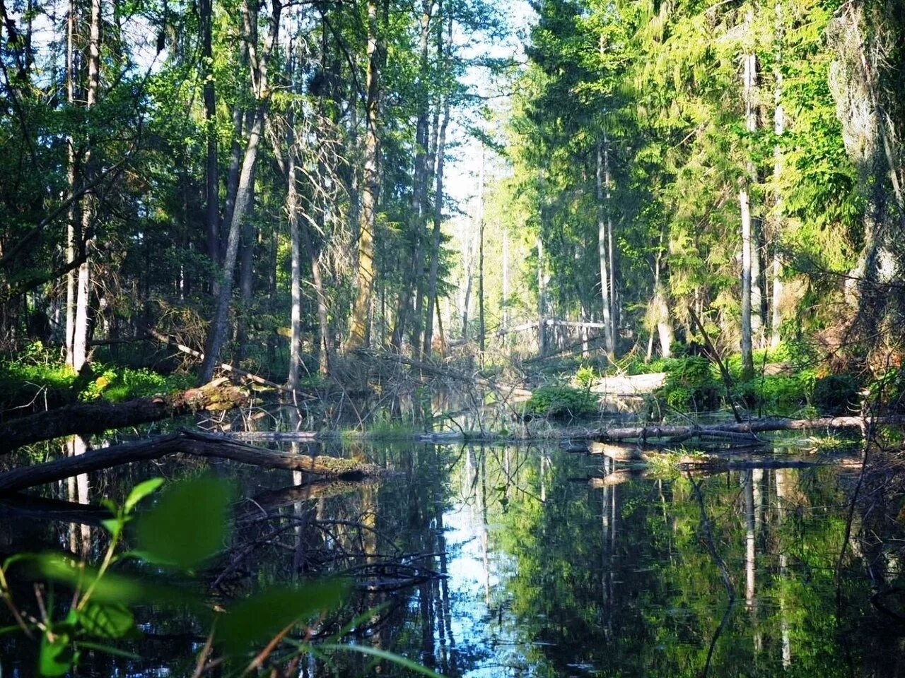 Болотная топь. Лесное болото трясина. Болото трясина топь. Болото в лесу. Болотистый лес.