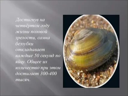 Стадии жизненного цикла моллюсков