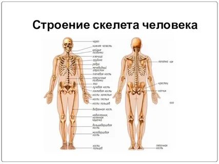 Скелет человека схема с названиями