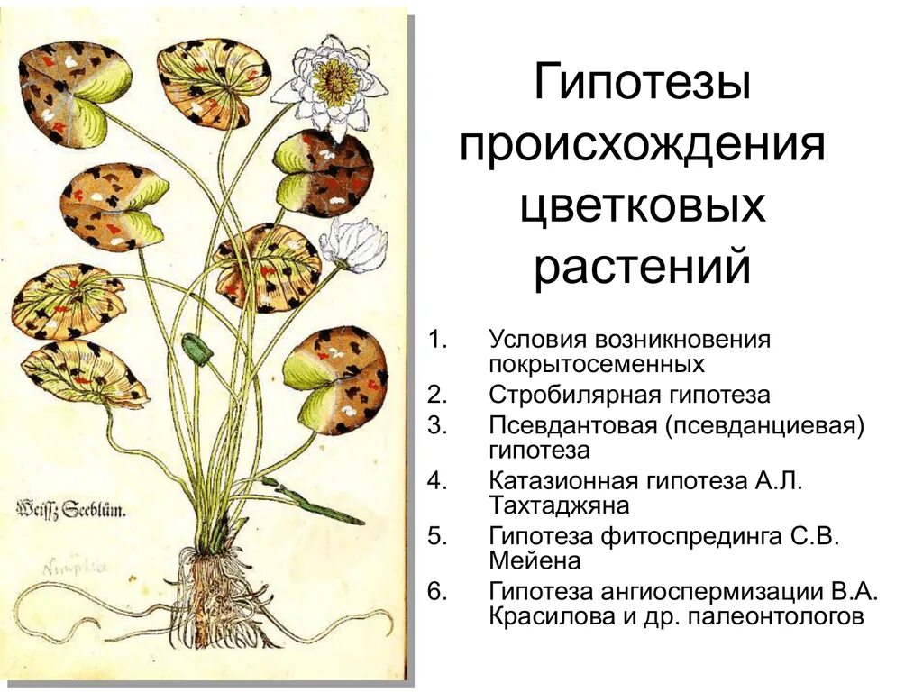 Возникновение цветковых растений. Гипотезы происхождения покрытосеменных. Теории происхождения цветка покрытосеменных. Возникновение покрытосеменных растений.