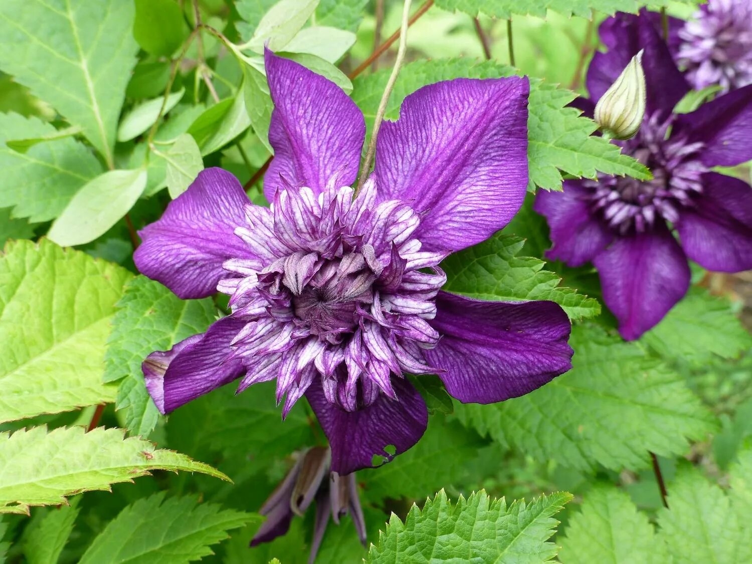 клематис кассис