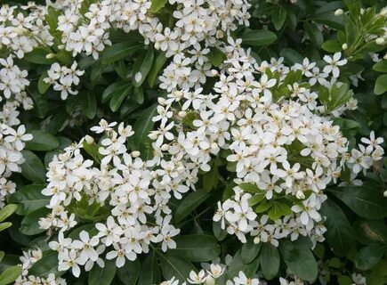 Душистый кустарник 4 буквы