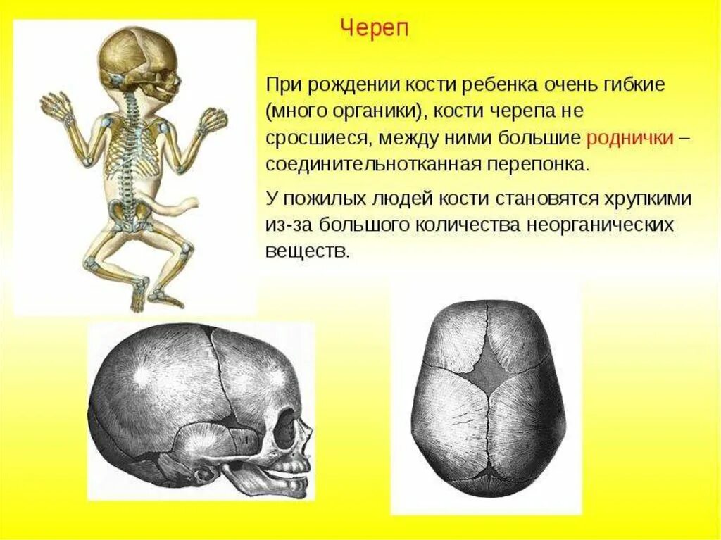 Соединения костей скелета головы. Строение костей черепа ребенка. соединение костей черепа у детей. череп ребенка при рождении. кости человека череп для детей.