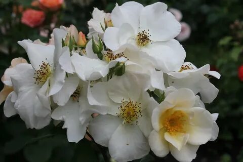 Салли холмс мускусная