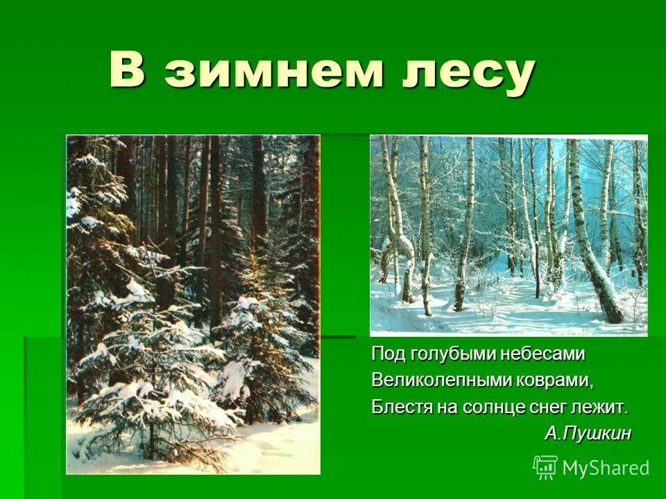 Описать лес зимой. Описание зимы леса. Зима Лесной зоны. Сезонные изменения в лесу зимой.