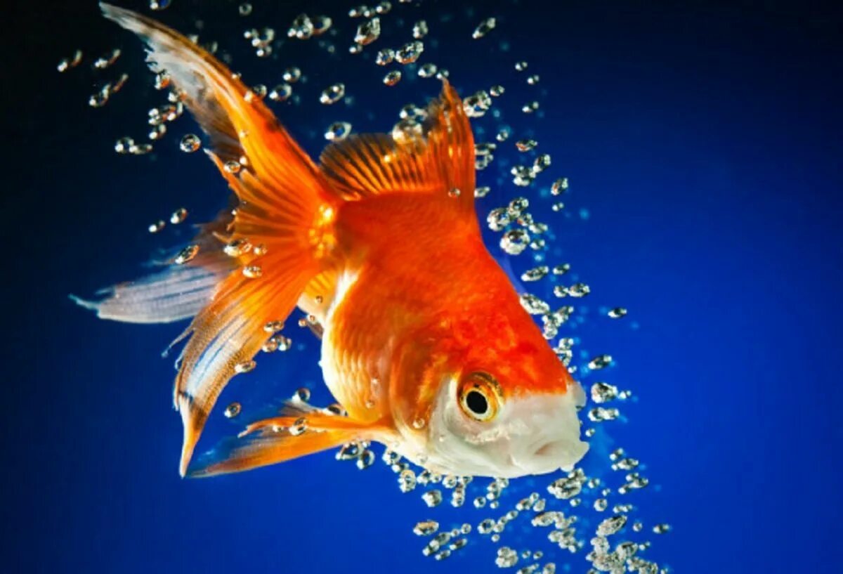 Гадание золотая рыбка 3. Золотая рыбка. Золотая рыбка аквариумная. Рыбка Золотая рыбка. Золотая рыбка фото.