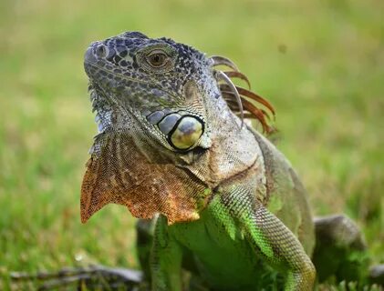 compensar centavo Tibio terrario iguana Spain Nadie maravilloso Dólar