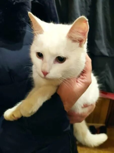 Глухой котенок