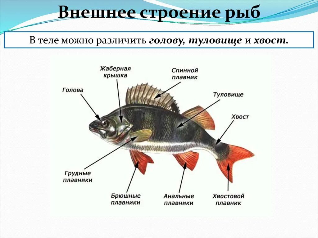 Внешнее строение рыб плавники. Строение спинного плавника рыбы. Отделы тела костных рыб. Строение плавника рыбы.