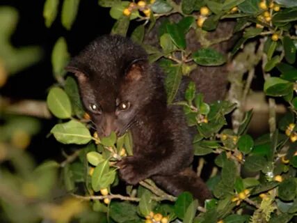 The Civet Cat: An Endangered Species. 