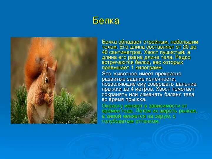 Презентация о моем питомце