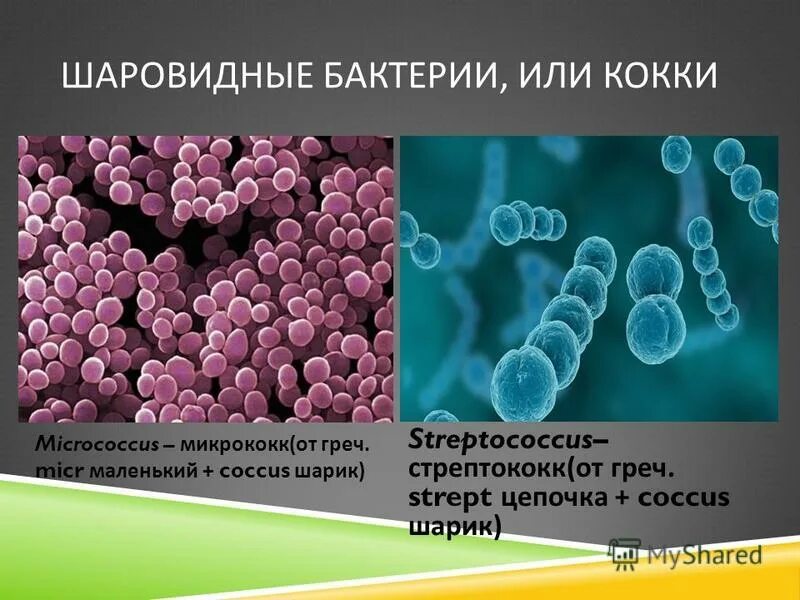 Какие функции выполняют бактерии в организме человека