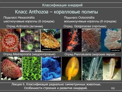 Коралловые полипы признаки