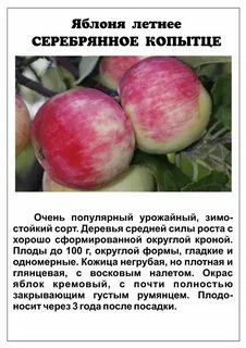 Сорт яблонь характеристика