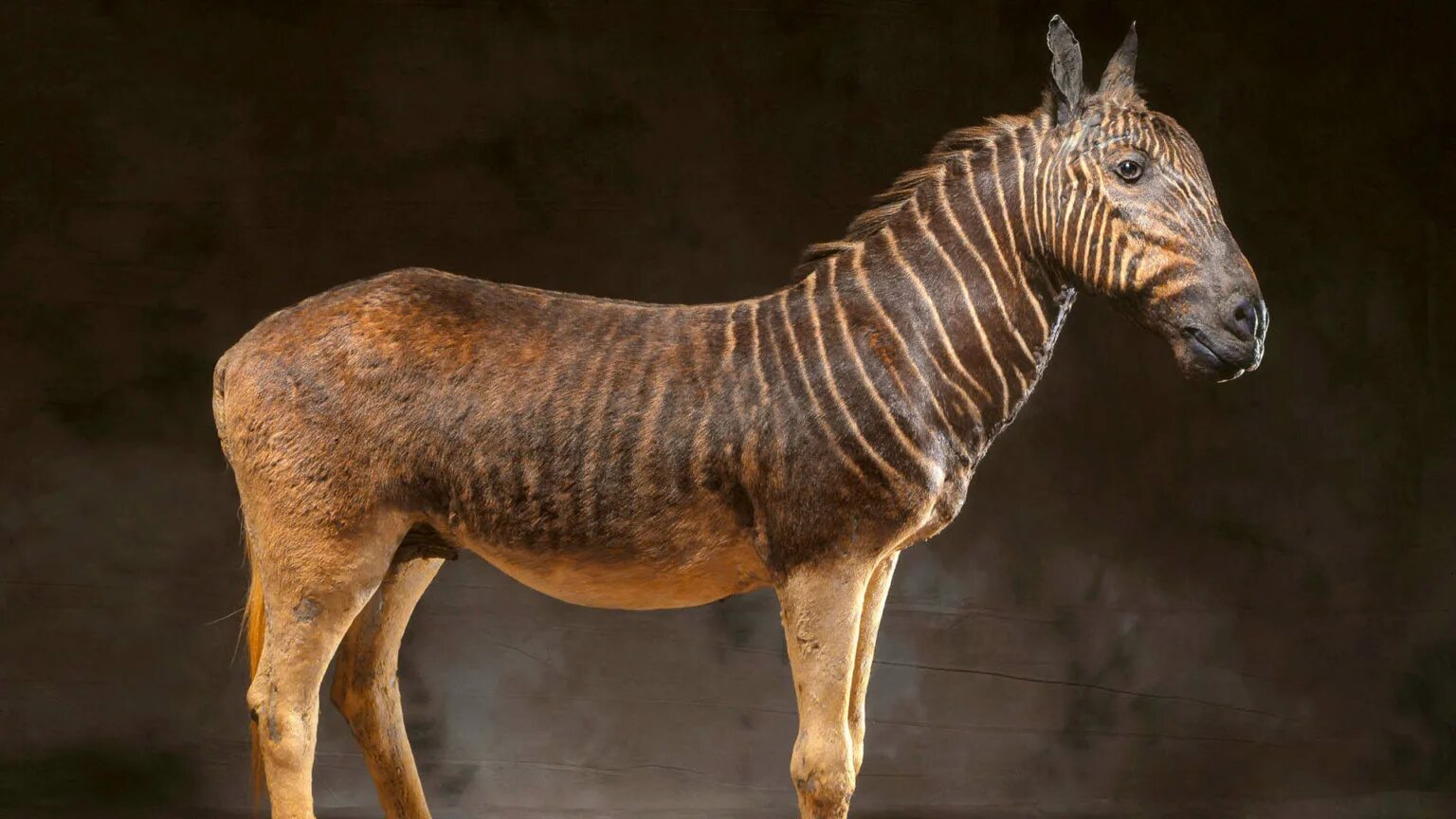 5 вымерших животных