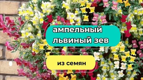 Львиный зев ампельный рассада