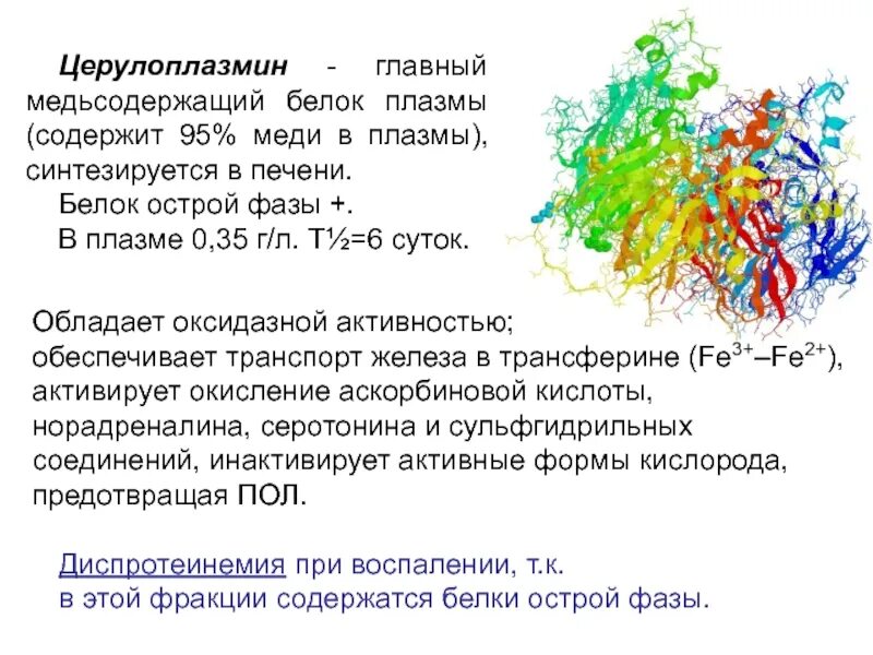 Белка и содержит в составе. Белок плазмы крови церулоплазмин. церулоплазмин белок острой фазы. церулоплазмин функции биохимия. функция белка плазмы крови церулоплазмина.