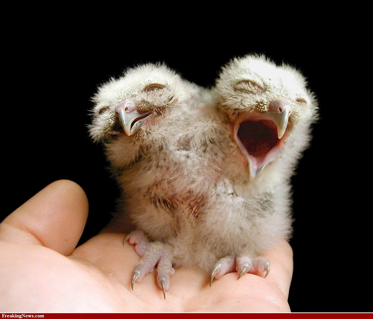 Сиамские близнецы попугаи. Природа мутаций. Мутации у животных примеры. Генетические аномалии у сельскохозяйственных животных. Природа мутаций.