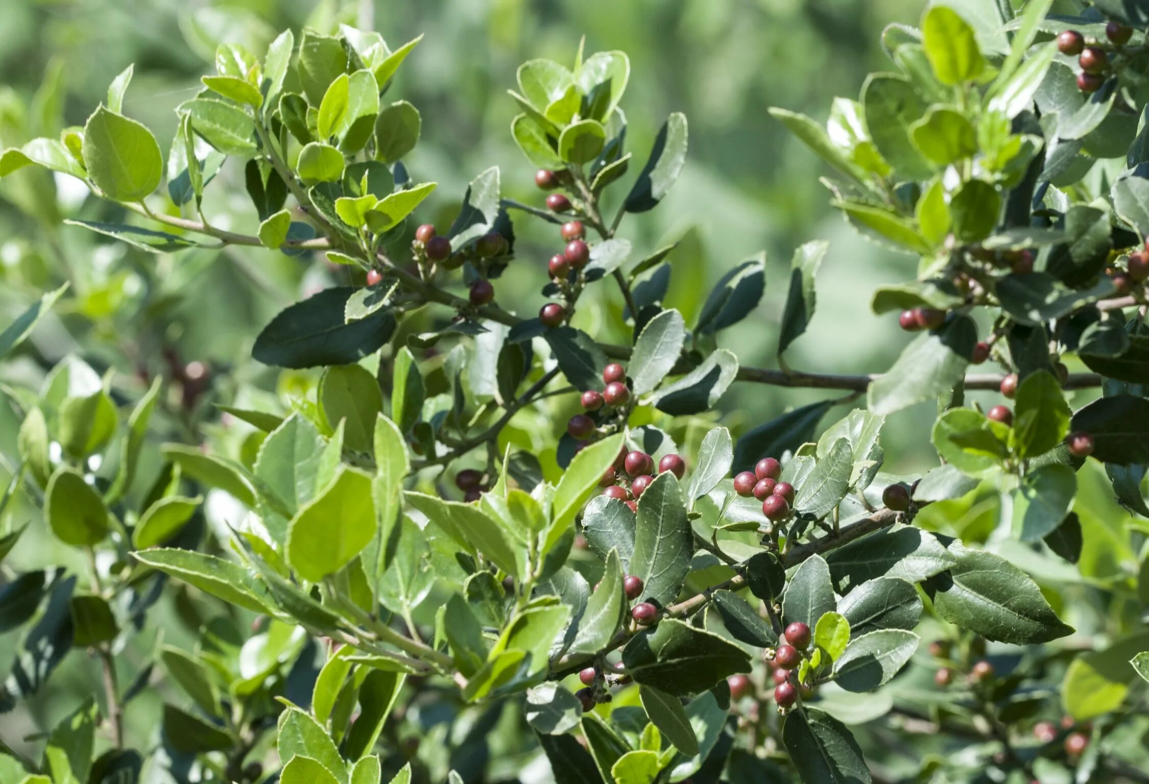 Вечнозеленое дерево с очень ароматными. Самшит колхидский цветение. Османтус душистый. Османтус бурквуда osmanthus. Филлирея узколистная.