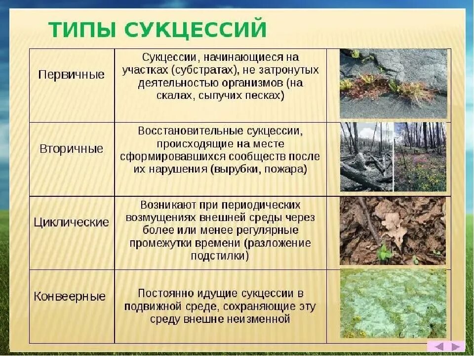 Деградация растительных сообществ. Типы экологических сукцессий. Типы первичных сукцессий. Первичная сукцессия примеры. Первичная и вторичная сукцессия.