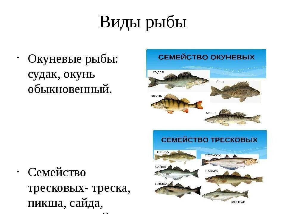 К какому классу относится судак