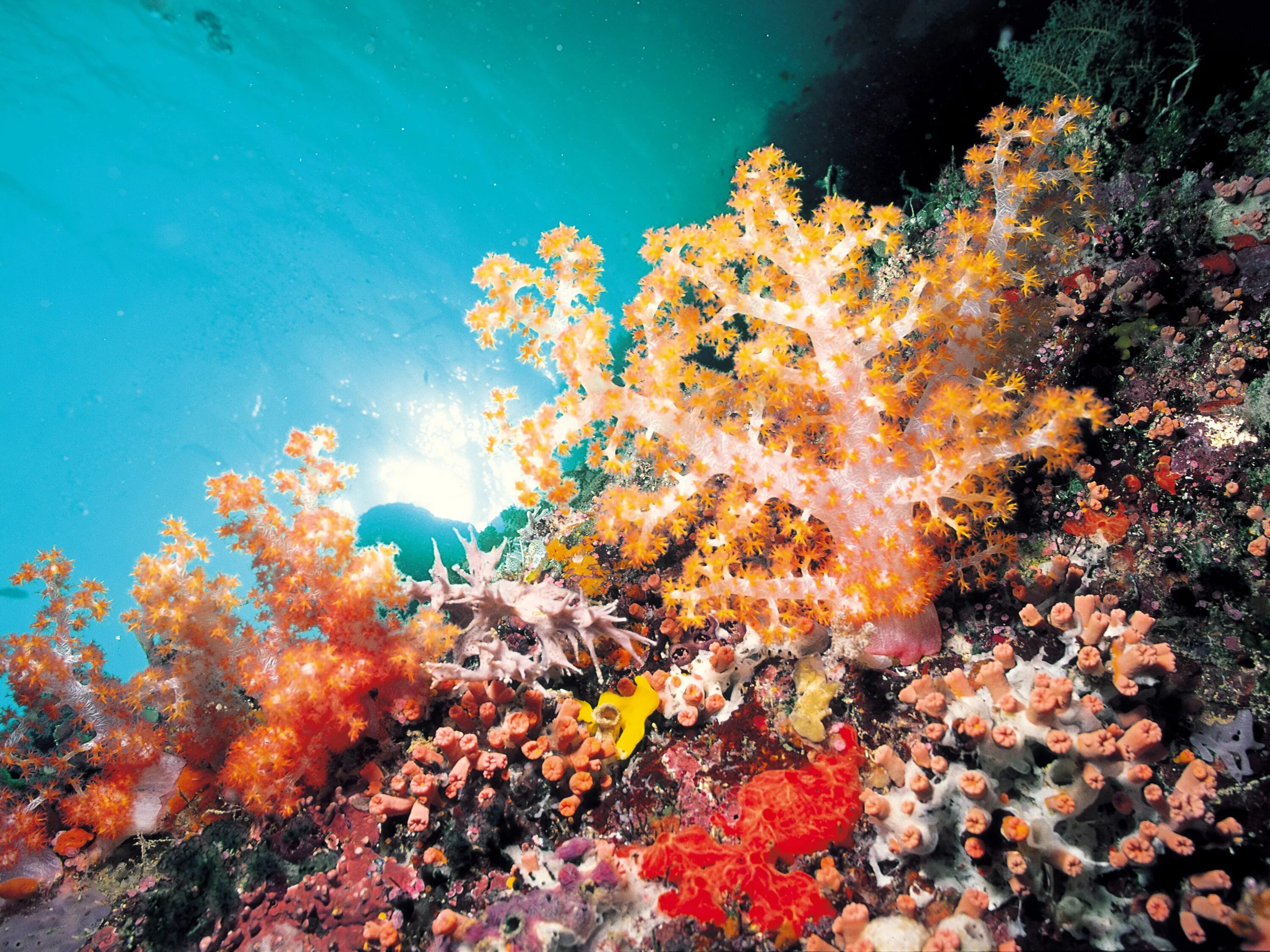 Водоросли и свет. Подводный мир кораллы. Морские водоросли. Дно океана. Разноцветные кораллы.