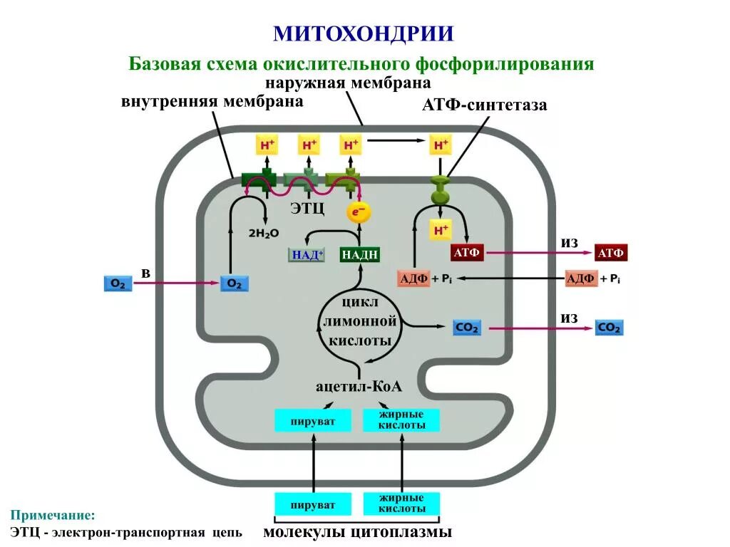 Образование АТФ В митохондриях схема. Схема митохондрии биохимия. Синтез АТФ В митохондрии клетки схема. Электрон-транспортная цепь митохондрий схема.