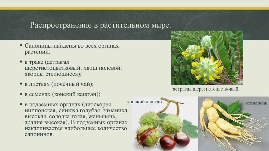 Из какого растения получают ингредиент филобиома актив. Распространение в растительном мире. Сапонины лекарственные растения. Травы содержащие сапонины. Стероидные гликозиды растений.