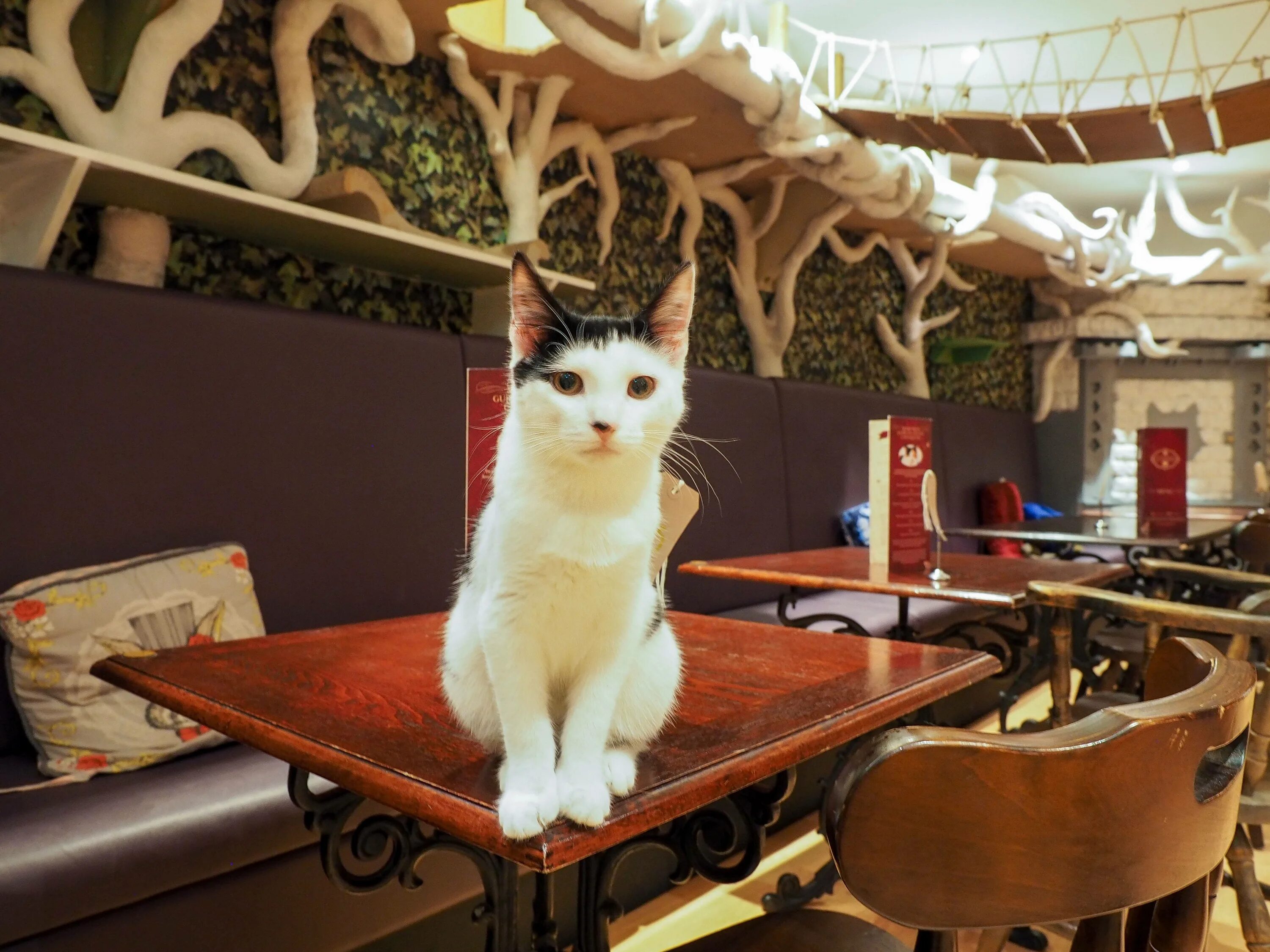 Кошачье кафе - "Cat Cafe" в Японии. Кафе Lady Dinah’s Cat Emporium. Котокафе Котофейня, Москва. Котокафе на Новокузнецкой. Котокафе котофейня