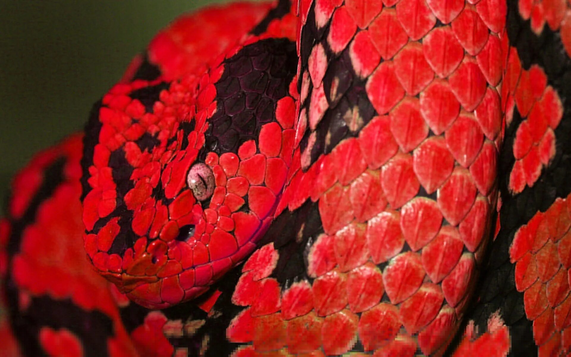 Красная змейка. Красный питон. Красный питон змея. Доминиканский горный красный удав. Питая красная.