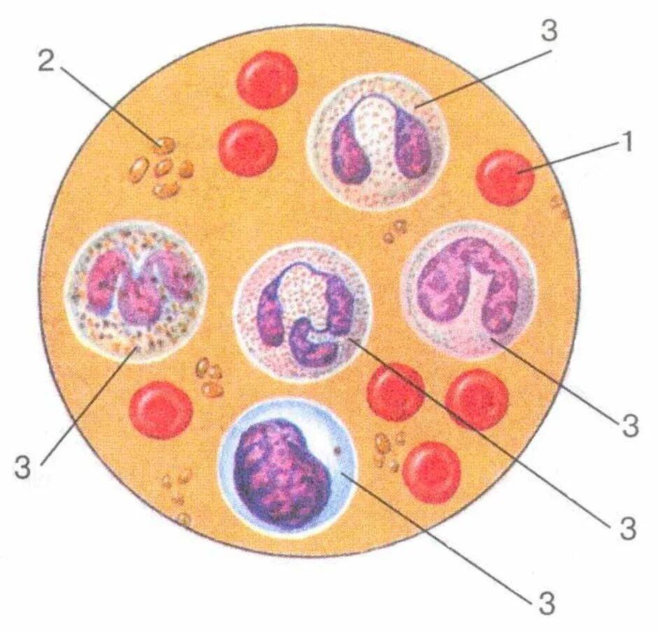 Кровь строение рисунок. Клетки крови эритроциты лейкоциты тромбоциты рисунок. Строение клетки крови человека лейкоцит. Эритроциты лейкоциты тромбоциты рисунок. Зарисовать строение клетки крови.