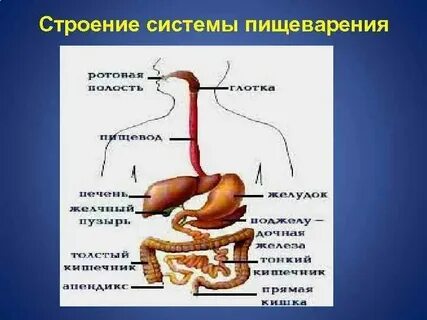 Типы строения органа